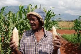 A Tanzanian farmer discusses his maize crops. 
