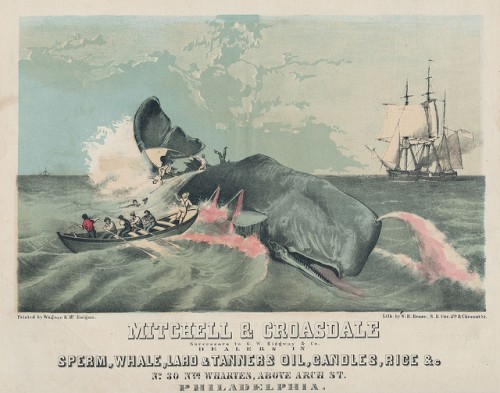 The sperm whale was threatened with extinction in the 1800's, but kerosene oil for lamps cut the market for sperm whale oil. 