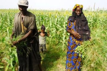 A Senegalese farm couple and their daughter harvest millet. 